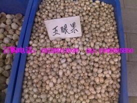 供應(yīng)毛冬青批發(fā)價格