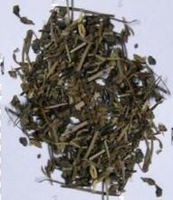 斑鳩菊批發(fā)接骨草價(jià)格批發(fā)圖片