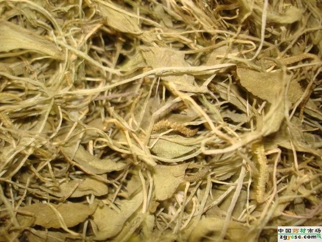 供應(yīng)一支箭批發(fā)一支蒿批發(fā)