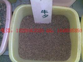 供應山慈菇批發(fā)射干種子批發(fā)