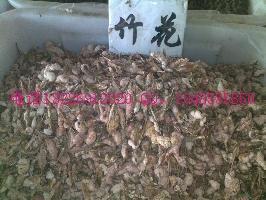 供應(yīng)扁豆花批發(fā)月季花批發(fā)  優(yōu)質(zhì)扁豆花，南豆花，月季花批發(fā)