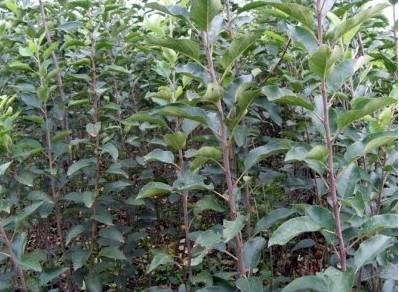 供應沈陽葡萄苗，鞍山葡萄苗，阜新葡萄苗，盤錦出售占地苗