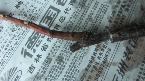 供應(yīng)吉林出售嫁接夏黑葡萄苗蜜汁葡萄苗茉莉香葡萄苗松原白城葡萄苗