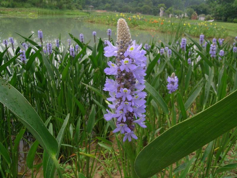 保定市安新县金鱼藻种植厂家厂家