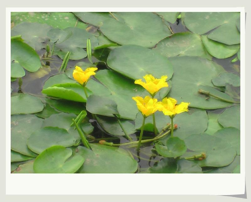 保定市苦草 沉水植物厂家苦草 沉水植物 狐尾藻 金鱼藻 马来眼子菜 黑薻 荇菜等种植销售