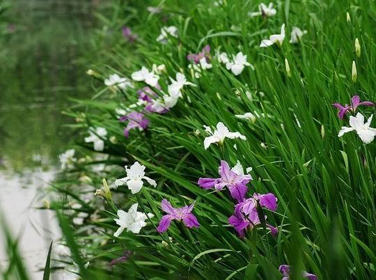 保定市安新县金鱼藻种植厂家厂家安新县金鱼藻种植厂家/荷花苗/生态浮岛制作/睡莲种苗/芦苇种苗/再力花种植/水生鸢尾种植/