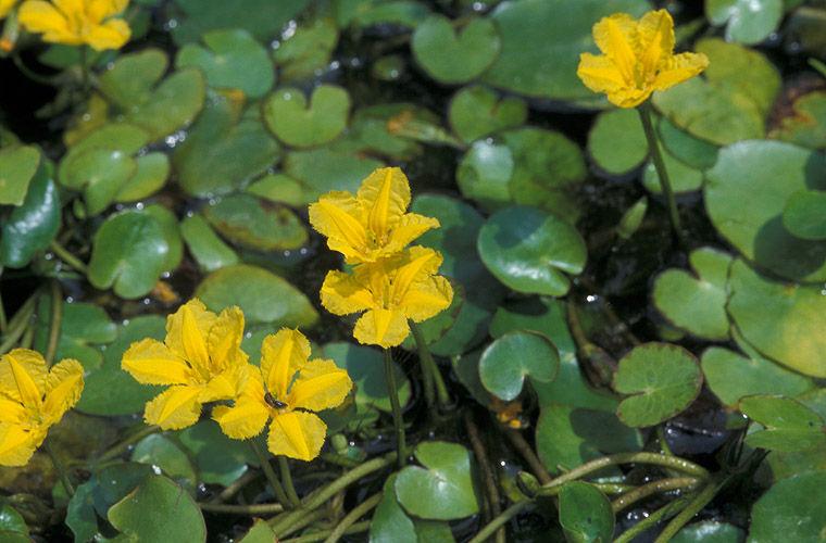 苦草 沉水植物苦草 沉水植物 狐尾藻 金鱼藻 马来眼子菜 黑薻 荇菜等种植销售