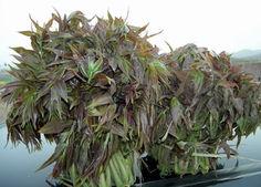 供應大棚香椿矮化香椿苗