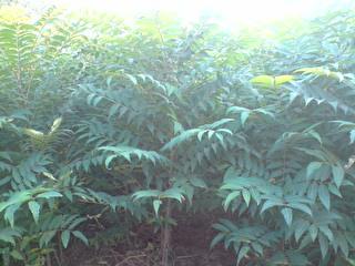 供應入棚香椿苗