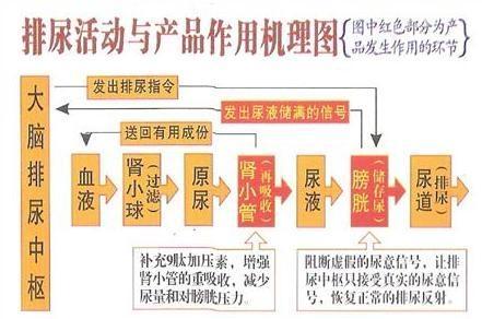 孩子尿床的原因圖片