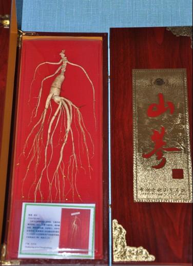 供應(yīng)東北長白山人參（東北移山參省檢）東北長白山人參東北移山參省檢