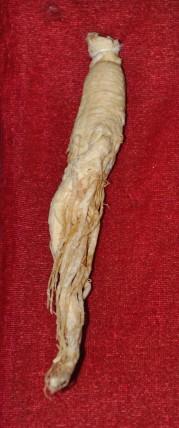 東北長白山活性參圖片