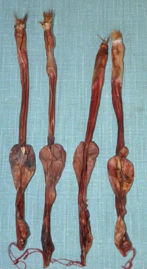 供應(yīng)新西蘭*鞭  新西蘭*鞭