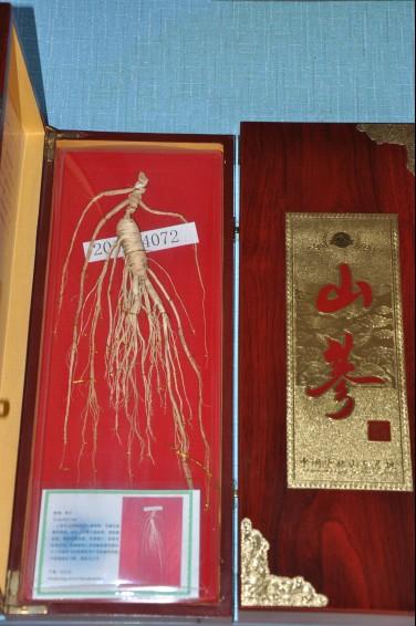 供應(yīng)東北長白山人參（東北移山參省檢）東北長白山人參東北移山參省檢