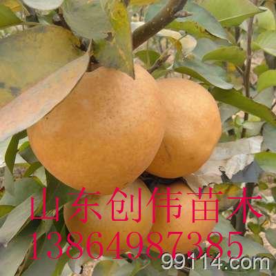 供應(yīng)梨樹苗  山東梨樹苗價格  山東梨樹苗批發(fā)