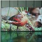 供應(yīng)戶外LED顯示屏戶外LED大屏幕/室內(nèi)LED顯示屏