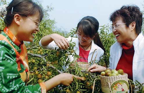 葫芦枣.资讯搜索列表/找7月鲜枣树苗/怎样建设温室冬枣大棚