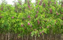 *供應(yīng)2-15公分 天津香花槐嫁接香花槐唐山香花槐