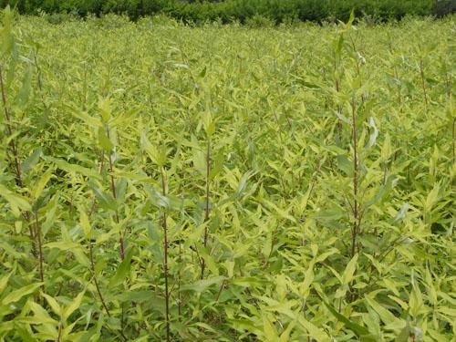 供應金葉復葉槭批發(fā)_金葉復葉槭_金葉復葉槭基地_金葉復葉槭訂貨