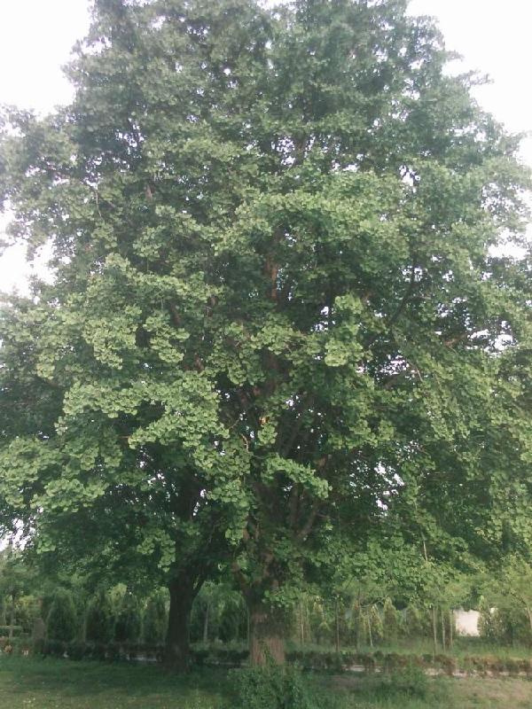 銀杏樹圖片/銀杏樹樣板圖 (3)