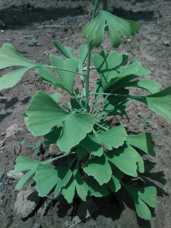 一年生銀杏樹，銀杏樹銀杏，一年生白果樹的價格