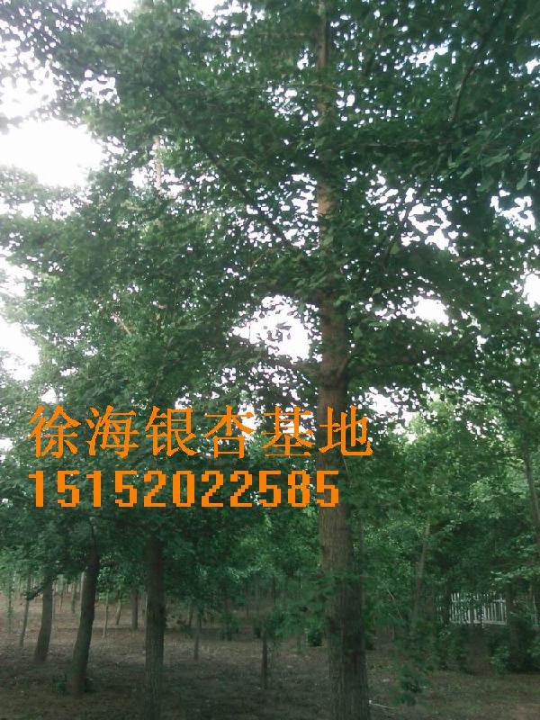 20公分銀杏樹，20公分銀杏樹價(jià)格20公分銀杏樹-20公分銀杏樹價(jià)