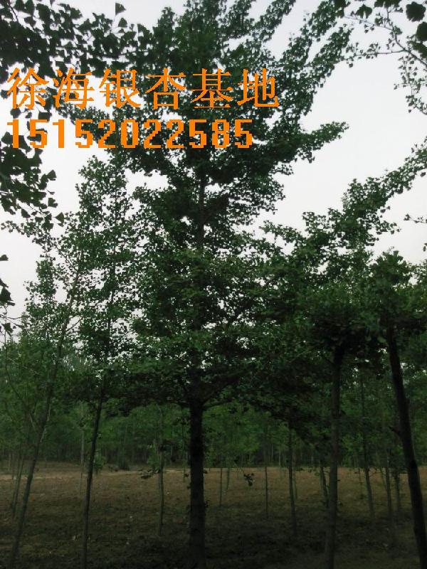 2011年秋季銀杏樹價格