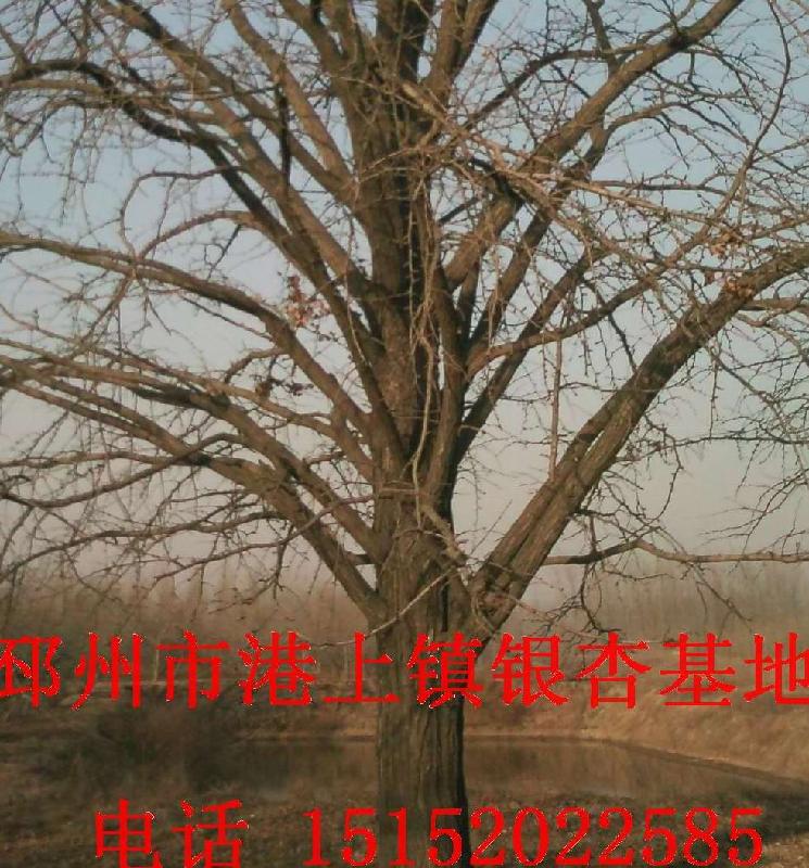 供應(yīng)60公分銀杏樹(shù)60公分銀杏樹(shù)價(jià)格