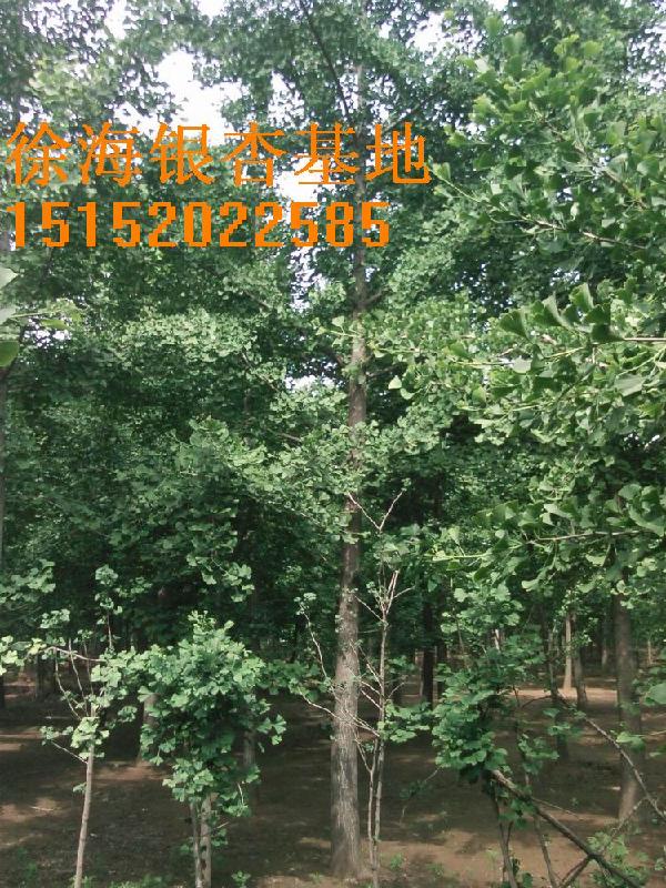 2011年秋季銀杏樹價格