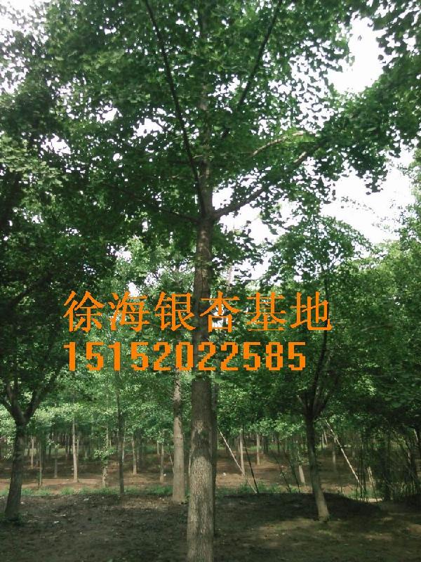 銀杏樹苗的價(jià)格
