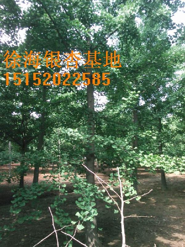 2011年秋季銀杏樹價格