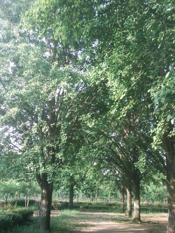 銀杏樹價格