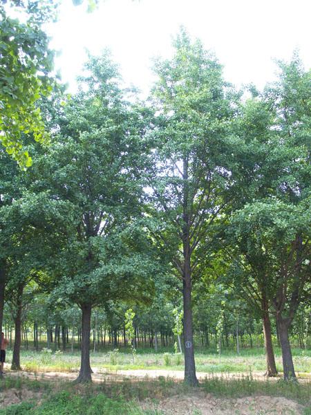 25公分銀杏樹價格- 25公分銀杏樹-25公分銀杏樹的價格25銀