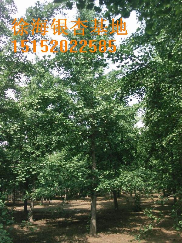 供應2012年銀杏樹苗價格銀杏樹苗木