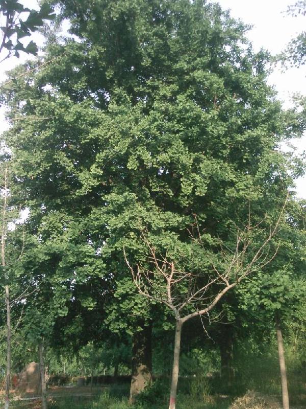 30公分銀杏樹圖片/30公分銀杏樹樣板圖 (4)