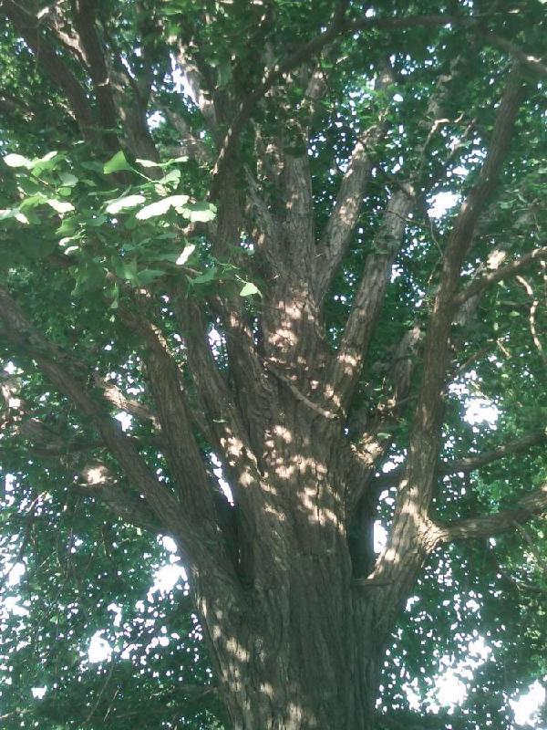 30公分銀杏樹圖片/30公分銀杏樹樣板圖 (3)