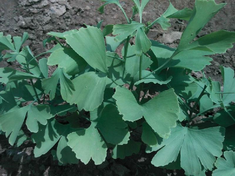 一年生銀杏樹，銀杏樹銀杏，一年生白果樹的價格
