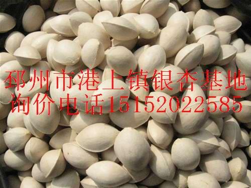 銀杏種子銀杏果