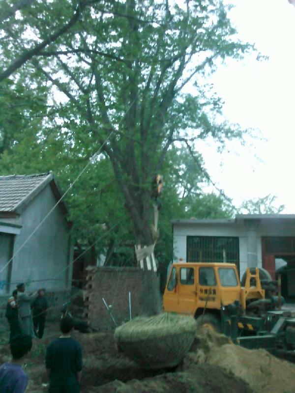 供應(yīng)60公分銀杏樹(shù)60公分銀杏樹(shù)價(jià)格