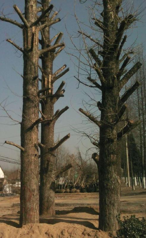 供應(yīng)60公分銀杏樹(shù)60公分銀杏樹(shù)價(jià)格