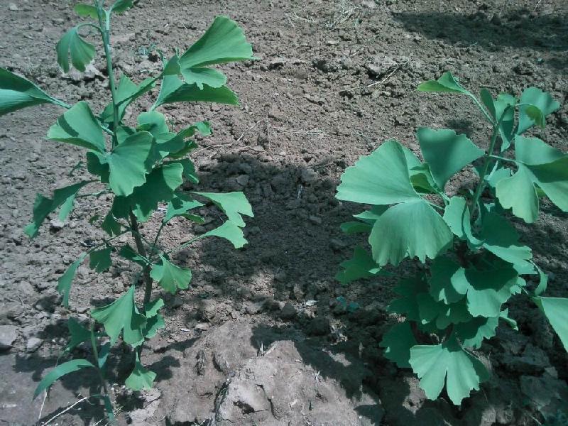 一年生銀杏樹，銀杏樹銀杏，一年生白果樹的價格