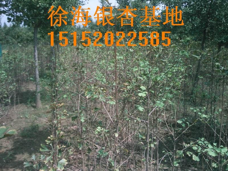 銀杏樹苗的價(jià)格