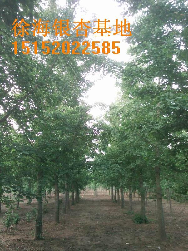 2011年秋季銀杏樹價格