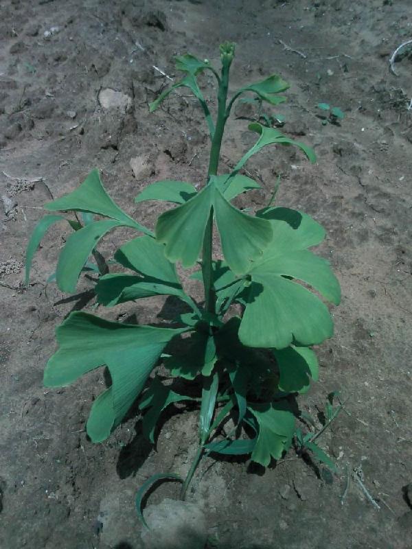 一年生銀杏樹，銀杏樹銀杏，一年生白果樹的價格