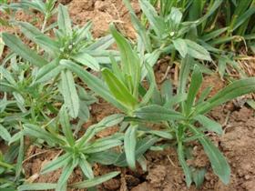 供应荠菜白蒿茵陈面条菜蒲公英等山野菜图片