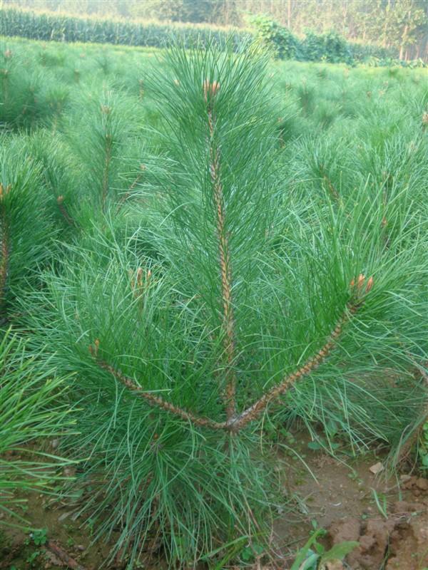 山東油松基地圖片