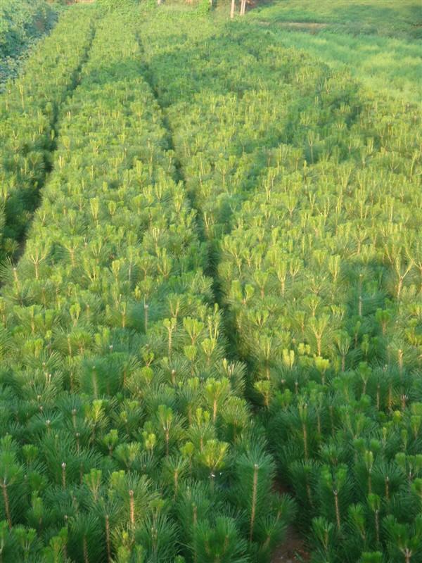 供應(yīng)山西占地苗