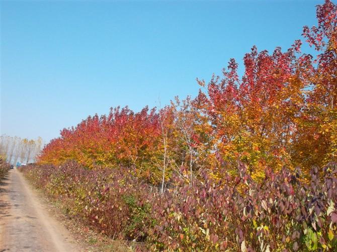 供應(yīng)臨沂流蘇供應(yīng)商