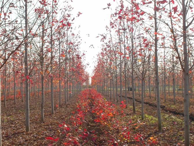 供應(yīng)莒南流蘇