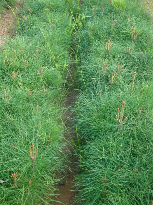 供應(yīng)山東油松基地